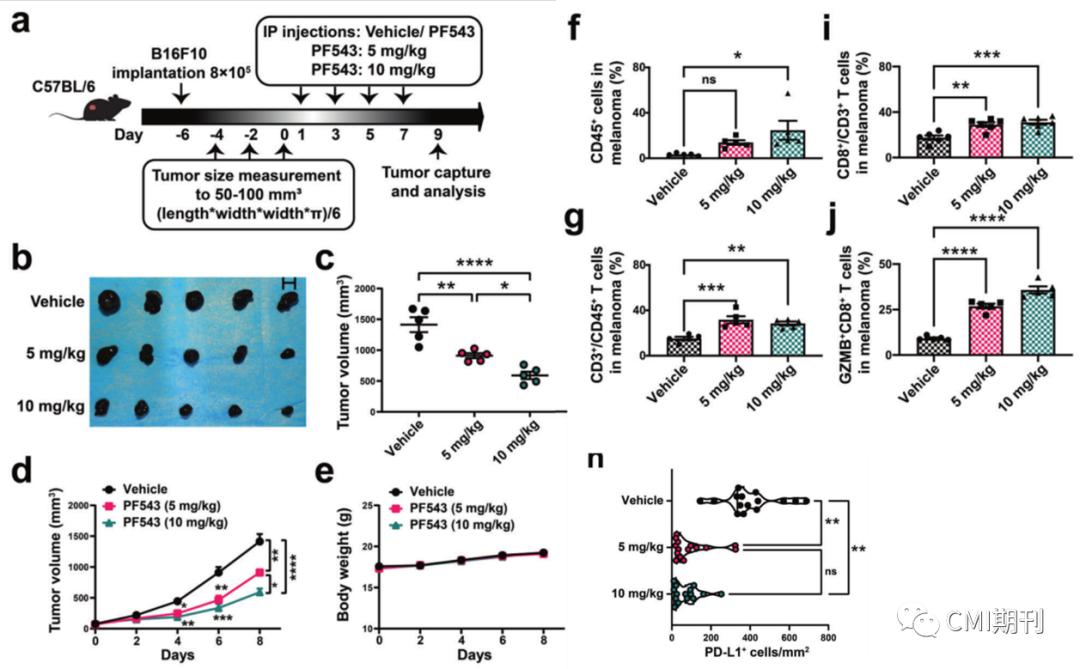 sp管在医学上什么管湘雅医学院刘洪教授在CMI发文，发现SPHK1-MTA3-PD-L1信号轴促进肿瘤免疫逃逸_https://www.jmylbn.com_新闻资讯_第3张
