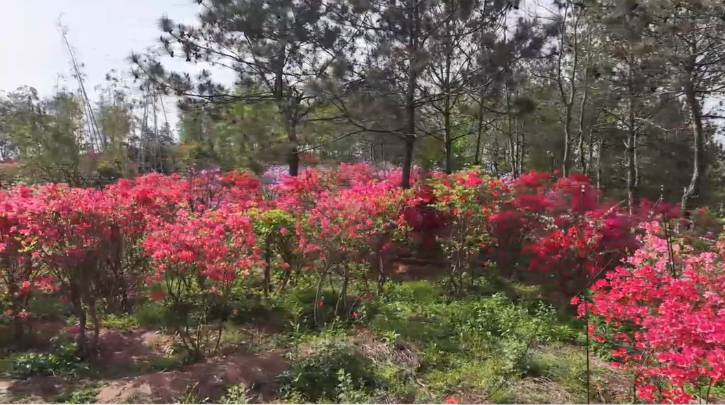 接下来的随州,还有什么看的?随州春季赏花,神农牡丹谷,炎帝故里,映山红,玫瑰主题公园