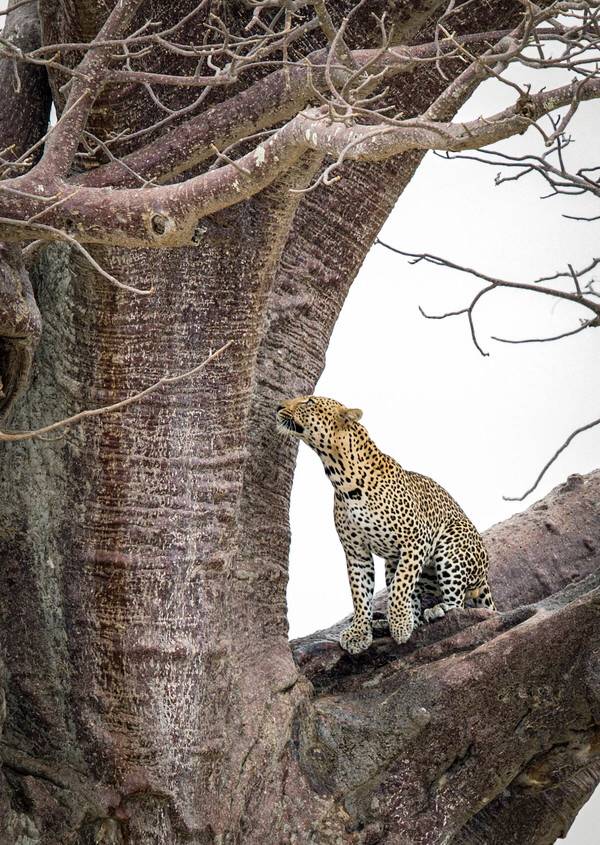 从古猎豹时期就和其他猫科动物沿着不同的方向进化,为了速度,他们牺牲