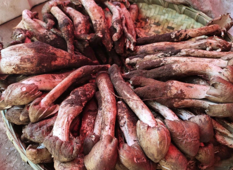 "毒蘑菇致幻"也想玩线下体验 医生:别拿生命开玩笑