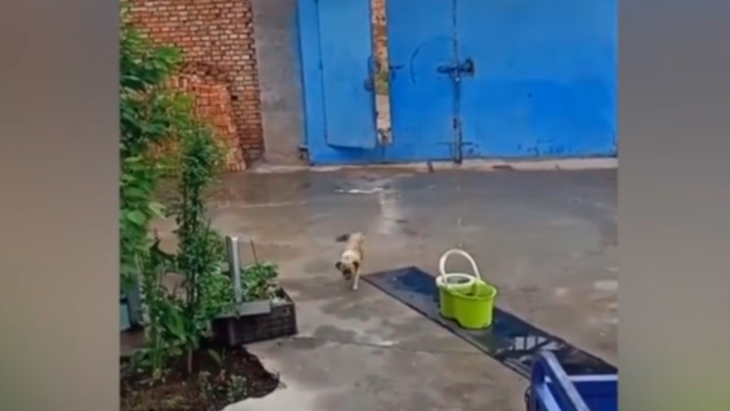 狗狗带同伴回家吃饭先进门请示主人 网友：像极了自己小时候