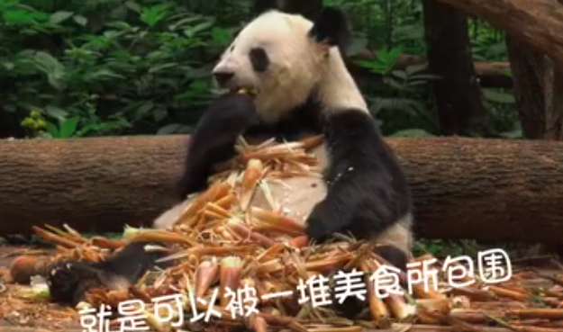 快来围观！“吃货”熊猫的直播间开播啦