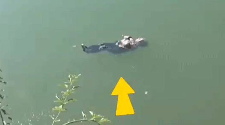 “教科书”式自救！87岁老人不慎落水 双手抱臂漂浮等待救援