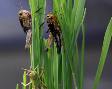 我国科学家在国际权威学术期刊《自然》发表文章 揭示蝗虫聚群成灾奥秘