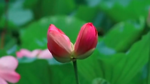 神奇！玄武湖再现并蒂莲 生成率十万分之一