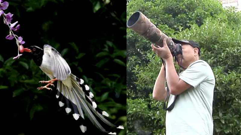 湖南7旬老人拍鸟十余载 环境好了珍稀鸟类变多：以前不敢想