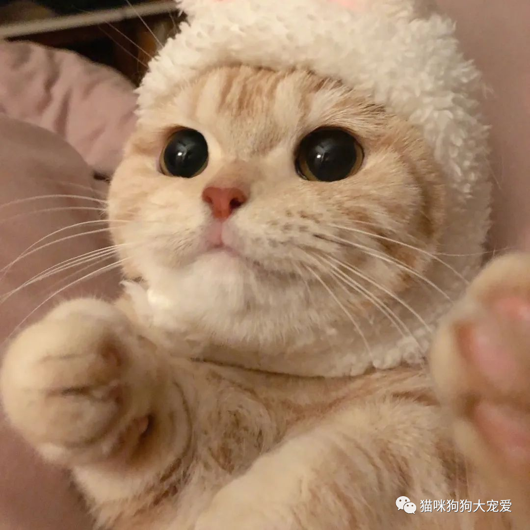 如果狗狗得了皮肤病，会传染给人吗