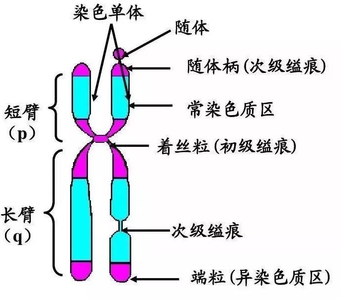 生殖 染色体核型报告的解读 北京康旭医学 微信公众号文章阅读 Wemp