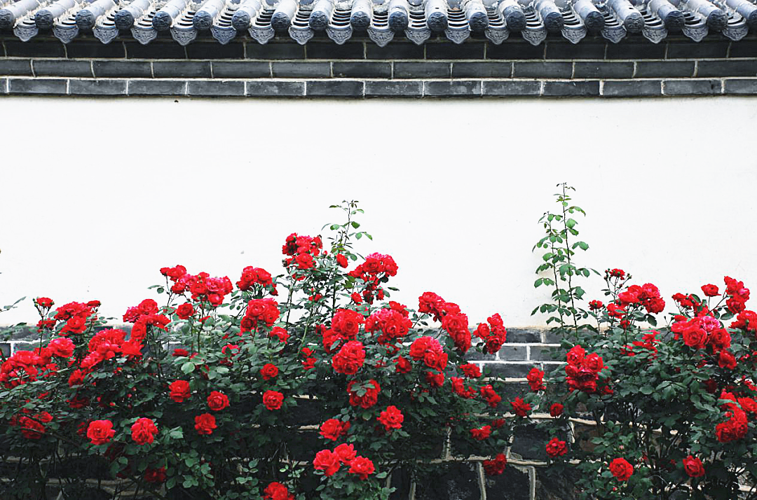 不慌不忙,不惊不扰,夏初,当蔷薇与仙境惊艳邂逅,暗香浮动,逶迤铺陈