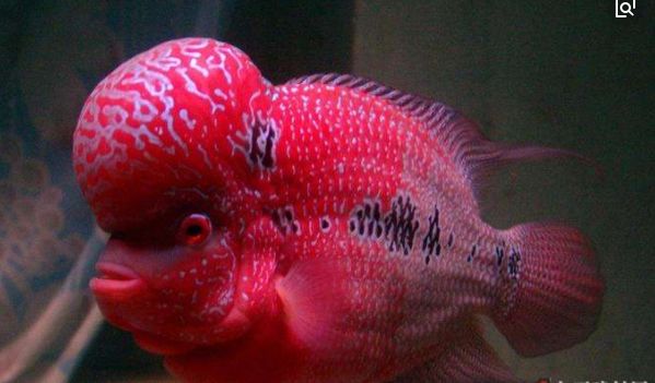 罗汉鱼眼睛会变色吗_罗汉鱼眼睛发黑_罗汉鱼眼睛变黑