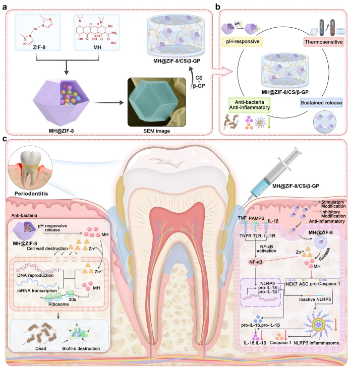 IF 12.6，一區：抗菌抗炎“雙 buff