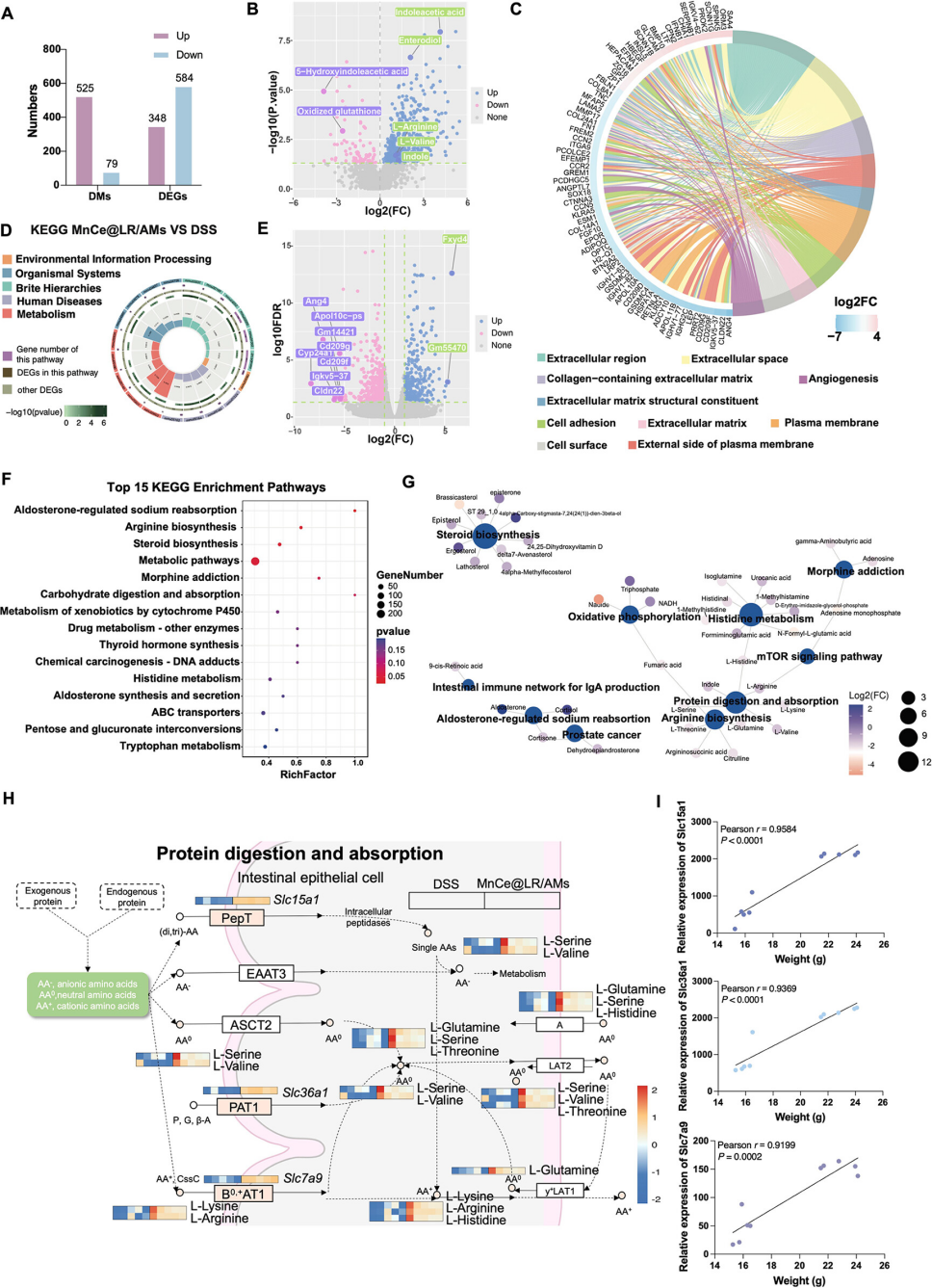 靶向Mn@CeO?納米酶修飾的益生菌水凝膠微球重塑炎癥性腸病中的腸道穩態