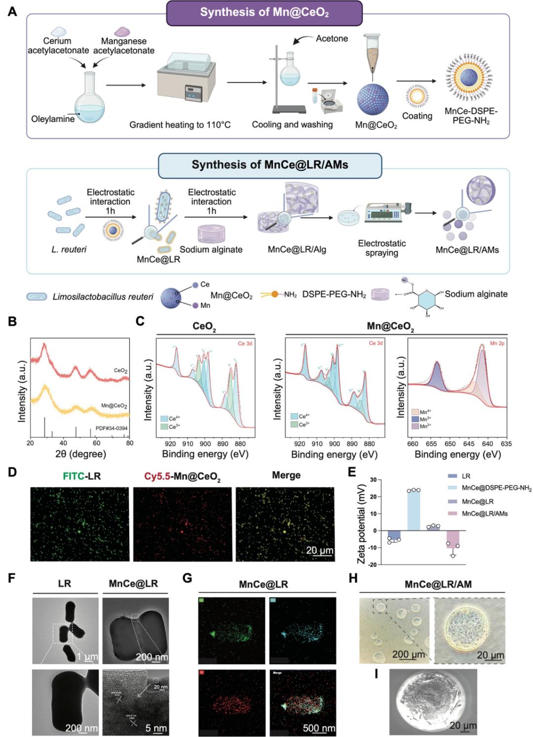 靶向Mn@CeO?納米酶修飾的益生菌水凝膠微球重塑炎癥性腸病中的腸道穩態