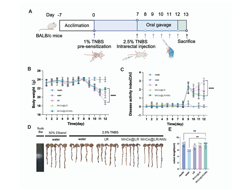 靶向Mn@CeO?納米酶修飾的益生菌水凝膠微球重塑炎癥性腸病中的腸道穩態