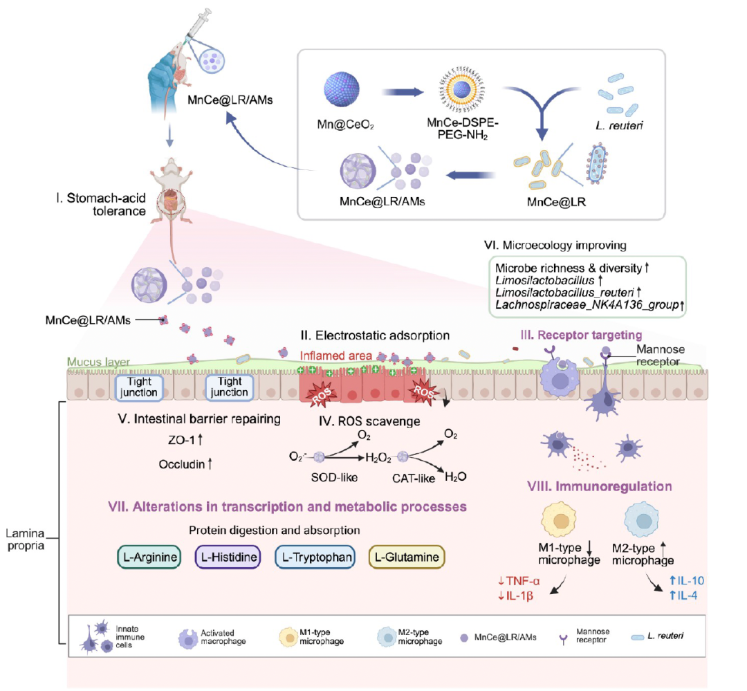 靶向Mn@CeO?納米酶修飾的益生菌水凝膠微球重塑炎癥性腸病中的腸道穩態