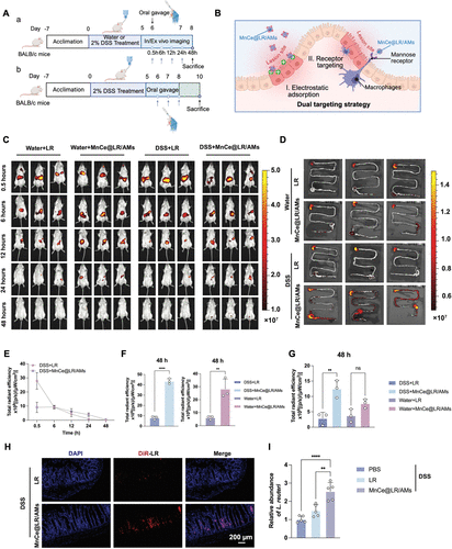 靶向Mn@CeO?納米酶修飾的益生菌水凝膠微球重塑炎癥性腸病中的腸道穩態