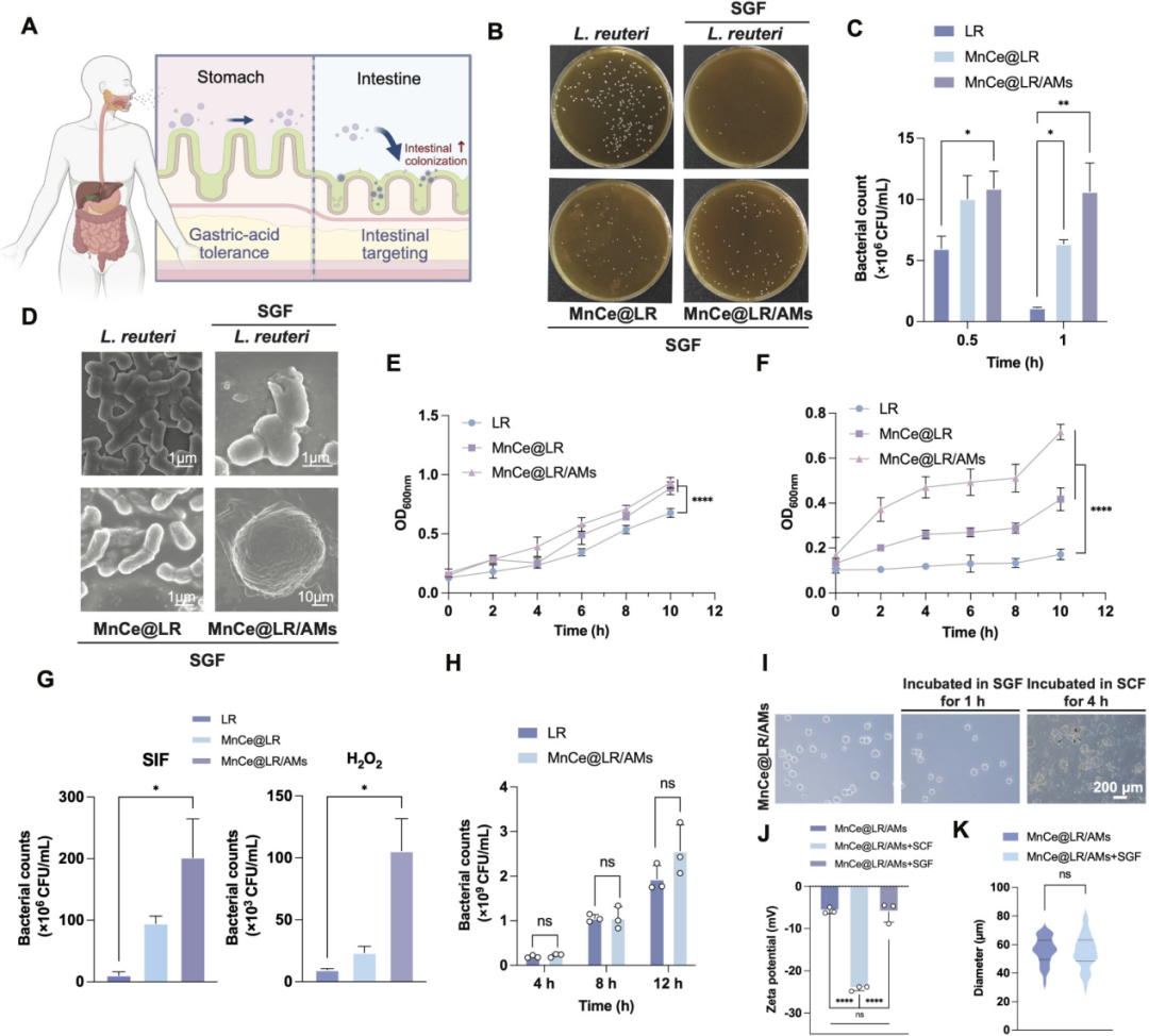 靶向Mn@CeO?納米酶修飾的益生菌水凝膠微球重塑炎癥性腸病中的腸道穩態