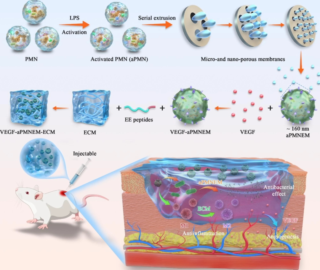 VEGF-aPMNEM-ECM抗菌促愈合水凝膠