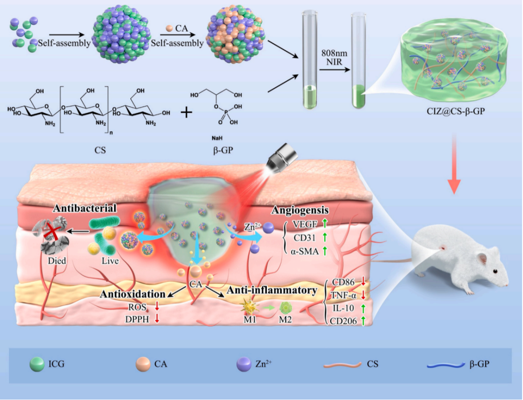 IF12.5 一区：抗菌+促血管生成：壳聚糖水凝胶为糖尿病足治疗注入新希望