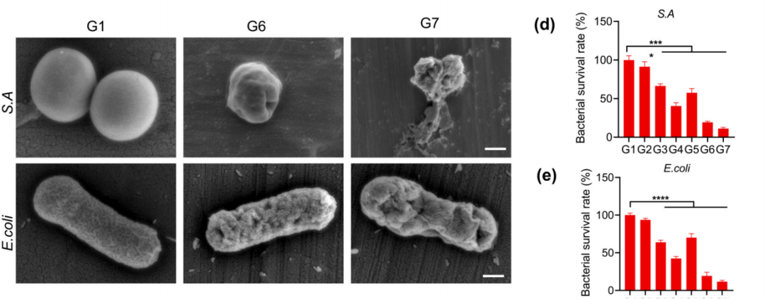 IF12.5 一区：抗菌+促血管生成：壳聚糖水凝胶为糖尿病足治疗注入新希望