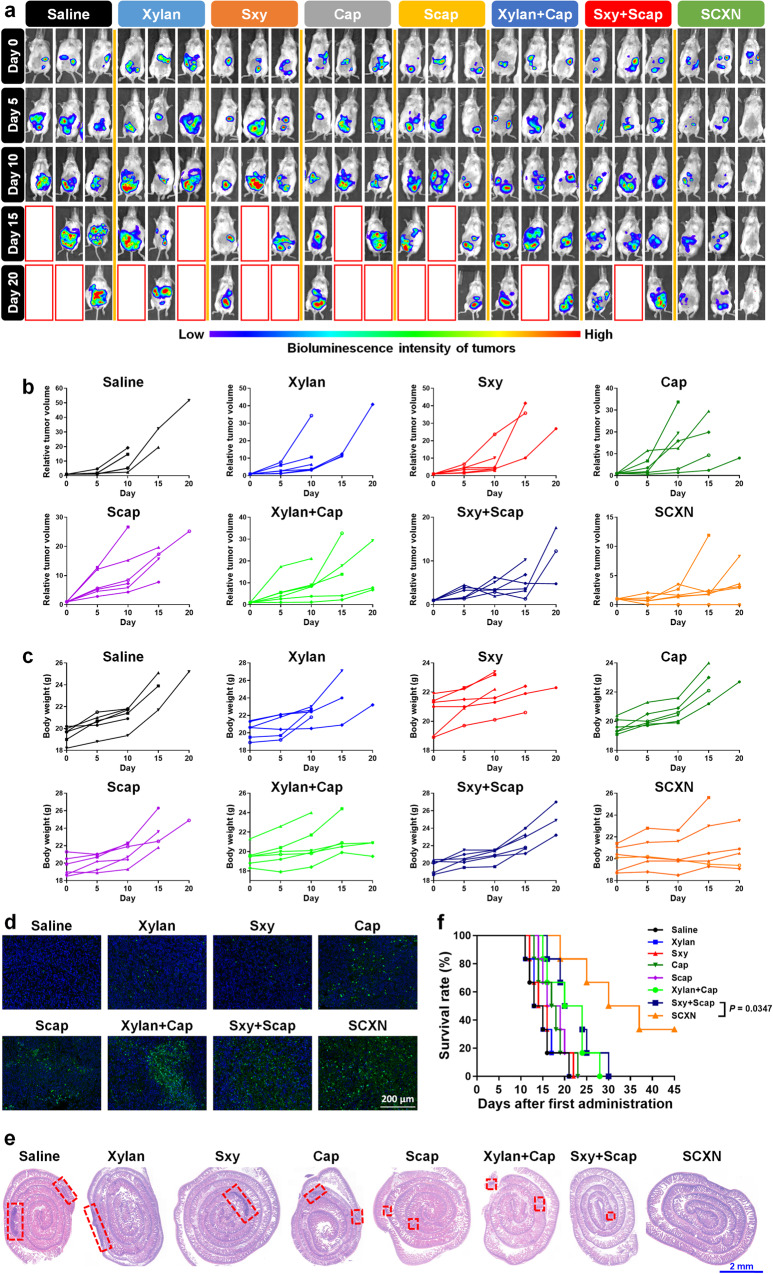 SCXN纳米颗粒：肠道菌群调节与化疗联合治疗结直肠癌的创新策略