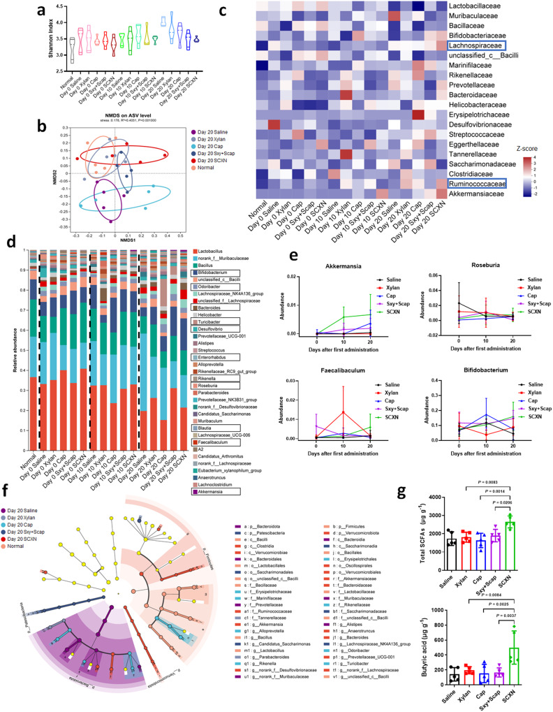 SCXN纳米颗粒：肠道菌群调节与化疗联合治疗结直肠癌的创新策略