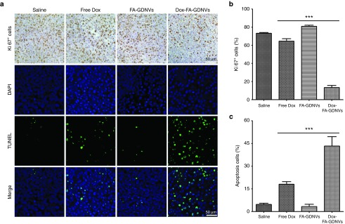 基于生姜衍生脂質納米載體（GDNVs）的阿霉素遞送系統：新型結腸癌治療策略