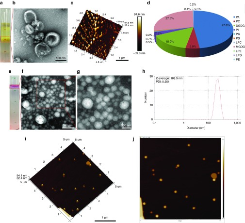 基于生姜衍生脂質納米載體（GDNVs）的阿霉素遞送系統：新型結腸癌治療策略