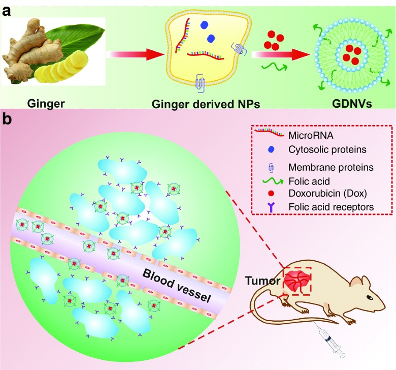 基于生姜衍生脂質納米載體（GDNVs）的阿霉素遞送系統：新型結腸癌治療策略