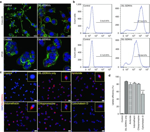 基于生姜衍生脂質納米載體（GDNVs）的阿霉素遞送系統：新型結腸癌治療策略