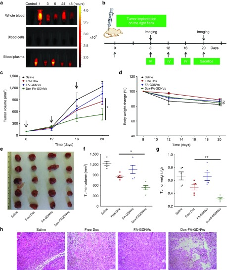基于生姜衍生脂質納米載體（GDNVs）的阿霉素遞送系統：新型結腸癌治療策略