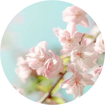 西安|萨提亚转化式系统治疗专业课LevelII 西安|萨提亚转化式系统治疗专业课LevelII