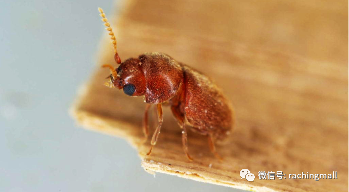 这一次认真聊聊雪茄虫