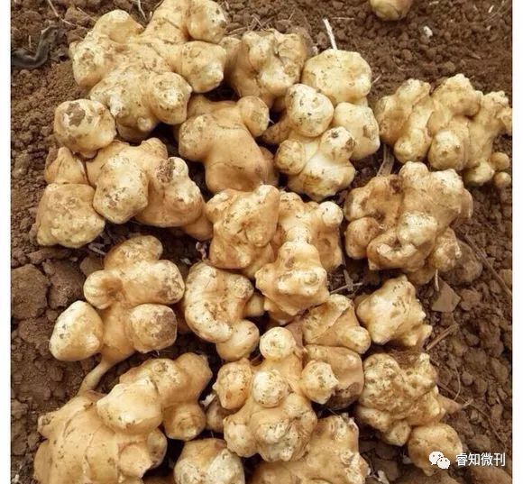 资料 中药材 洋姜 睿知微刊 微信公众号文章阅读 Wemp