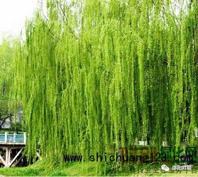 [邵阳对联]第四期成联作品：咏柳