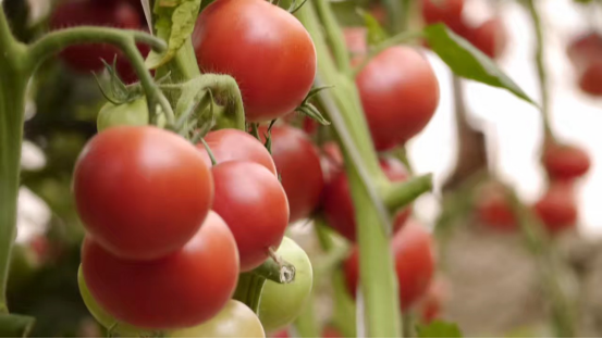 审定-2月9日发 欢乐过大年-年货-蔬菜(5)1823.png