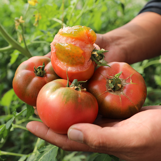 审定-2月9日发 欢乐过大年-年货-蔬菜(5)1214.png