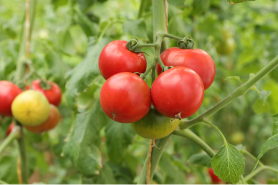 审定-2月9日发 欢乐过大年-年货-蔬菜(5)1173.png