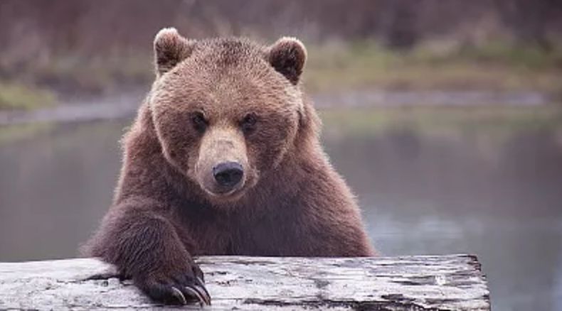 熊市信号，美股内部人“先跑为敬”，抛售规模创20年新高！