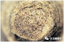 x光材质怎么调失传之笔是怎样制成的？ 通过X光照射发现惊天秘密！或许破解书法与制笔之间关系？_https://www.jmylbn.com_新闻资讯_第75张