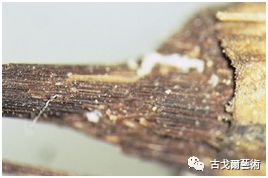 x光材质怎么调通过X光扫描日本正仓院唐代毛笔，发现惊天制笔秘密....._https://www.jmylbn.com_新闻资讯_第22张