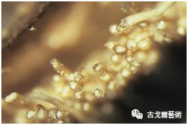 x光材质怎么调通过X光扫描日本正仓院唐代毛笔，发现惊天制笔秘密....._https://www.jmylbn.com_新闻资讯_第31张