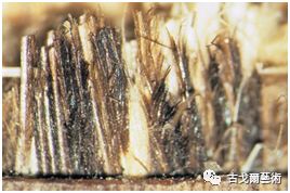 x光材质怎么调通过X光扫描日本正仓院唐代毛笔，发现惊天制笔秘密....._https://www.jmylbn.com_新闻资讯_第58张