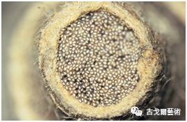 x光材质怎么调通过X光扫描日本正仓院唐代毛笔，发现惊天制笔秘密....._https://www.jmylbn.com_新闻资讯_第56张