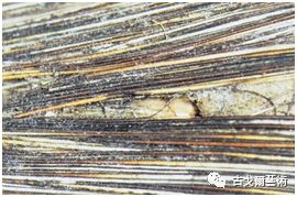 x光材质怎么调通过X光扫描日本正仓院唐代毛笔，发现惊天制笔秘密....._https://www.jmylbn.com_新闻资讯_第45张