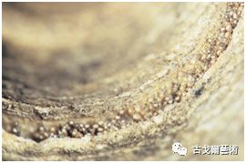 x光材质怎么调失传之笔是怎样制成的？ 通过X光照射发现惊天秘密！或许破解书法与制笔之间关系？_https://www.jmylbn.com_新闻资讯_第76张