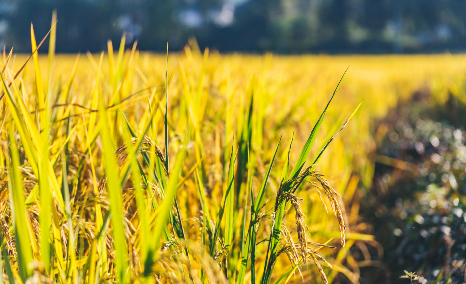 大耗阳气的一年，仲夏30天做好这几件事，养足一身阳气