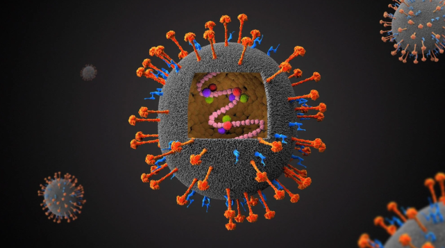 关注|又一个果蝠传播的病毒——尼帕病毒