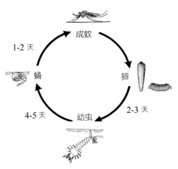 蚊子变态发育阶段