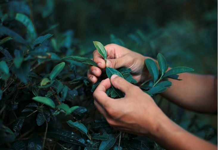 茶叶的“涩”如何而来的?长期喝浓茶会怎样？